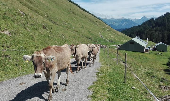 Alpe Zunkleiten